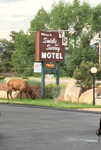 Saddle  Surrey motel Estes Park Colorado